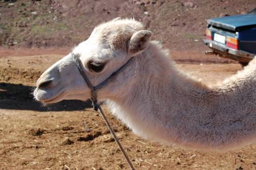 Para a alegria dos turistas, camelos à vontade para montar e fotografar 
