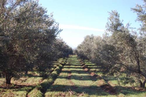 As plantações de oliveiras se espalham por todo o Vale do Ourika